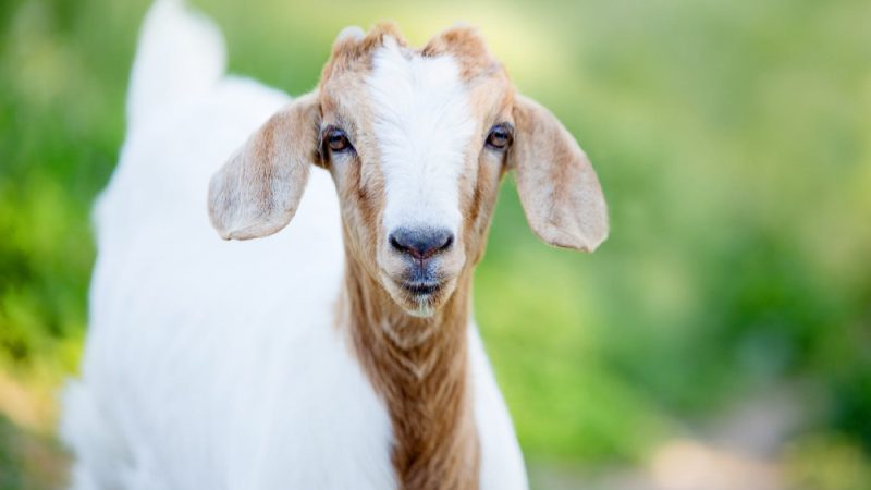 Tips Memilih Penjual Kambing Aqiqah Terpercaya